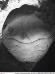 Historisches Foto von Eodromites dobrogea (Feldmann, Lazar & Schweitzer, 2006) (NHMW-AFW-GEO-BACHMAYER-FOTO-1990-0041-0002)